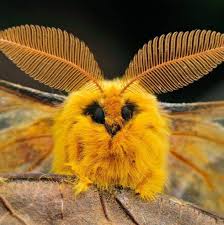 The pea aphid, red morph and regular green. Venezuelan Poodle Moth Curious Creatures Venezuelan Poodle Moth Poodle Moth