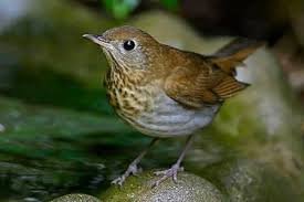September Bird Of The Month Pin By Ethan Dropkin On Life List Birds Birds Garden Lovers State Parks