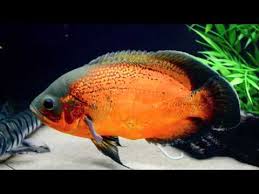 They rule the aquarium and can unnerve other fish. Oscar Fish Care Guide Tank Tank Mates Feeding Breeding