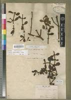 Image result for Viscum tuberculatum