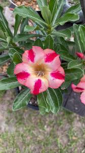 Image result for Geranium arabicum