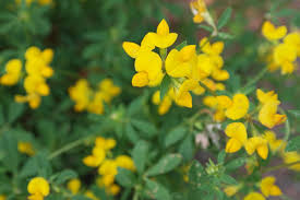 Image result for Lotus corniculatus