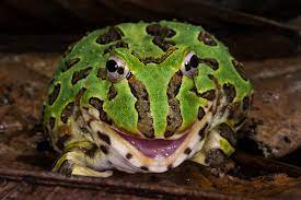 Ceratophrys stolzmanni | http://www.peteoxford.com