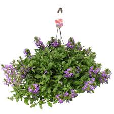 We have almost everything on ebay. Scaevolas Meyers Farms