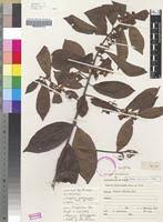Image result for Hugonia platysepala