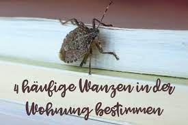 Wanzen (heteroptera) sind vor allem ab herbst vermehrt in wohnungen zu finden. 4 Haufige Wanzen In Der Wohnung Bestimmen