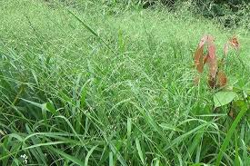 Image result for Panicum maximum