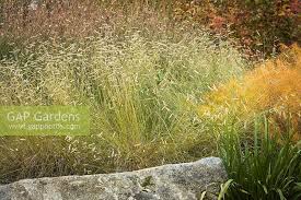 The blonde ambition (also known as blue grama grass) is a unique ornamental grass growing on tall flowering stems with blonde seed heads. Bouteloua Gracilis Stock Photo By Mark Turner Image 1376571