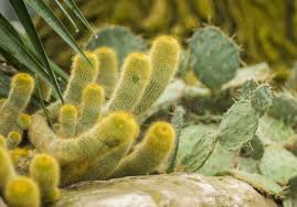 All plants i hope to have in my garden one day. 243 Furry Cactus Photos Free Royalty Free Stock Photos From Dreamstime