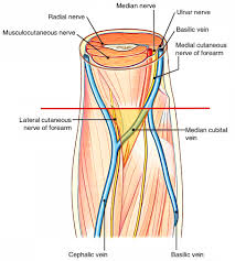 The median cubital vein in the antecubital fossa is the most commonly used site due to its accessibility and size, followed by the neighboring cephalic and basilic veins 13,49,51,52. Easy Notes On Cubital Fossa Learn In Just 4 Minutes Earth S Lab