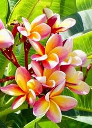 Plumeria Plumeria Frangipani Plants