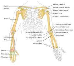 Humanarmbones Arm Bones Anatomy Bones Anatomy
