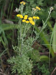 Image result for Schoenoplectus muriculatus