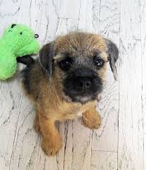 Portrait de chien west highland terrier au pastel sec. 500 Idees De Border Terrier En 2021 Chien Border Terrier Animaux