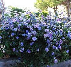 Hibiscus Syriacus Blue Chiffon Rose De Sharon Design Pour Parterre De Fleurs Arbustes De Jardin