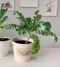 Check spelling or type a new query. How To Grow Kale Indoors Harvest Fresh Leaves Without Going Outside