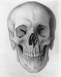 Ffffound 65 5375 2 On Flickr Photo Sharing Skull Human Anatomy Drawing Skull Art