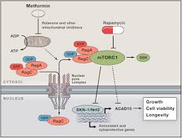 It has been shown that this compound ameliorates hyperglycemia without promoting insulin. Metformin Restraining Nucleocytoplasmic Shuttling To Fight Cancer And Aging Cell