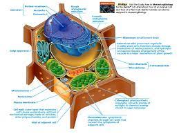 Choose the letter that indicates the organelle that contains most of a cell's dna. 1 Zoology 145 Course General Animal Biology For Premedical Student H Zoology Department Lecture 6 Lecture 6 The Eukaryotic Cell Cell Organelles Ppt Download