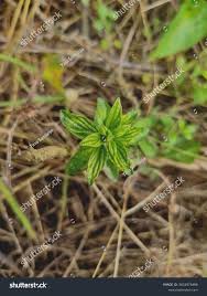 Image result for Pouzolzia parasitica