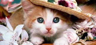 Kucing adalah haiwan paling popular menjadi pilihan rakyat malaysia sebagai haiwan kesayangan. 5 Baka Kucing Tercantik Di Dunia Verst Haimeow