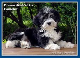 Bichon Havanese Domoszloi Vadasz Kennel Havanese Havanese Puppies Havanese Dogs