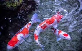 Nilai jual ikan koi yang tinggi menjadikan banyak orang yang membudidayakan ikan hias yang satu ini. 7 Cara Budidaya Ikan Koi Untuk Pemula Teknik Perawatan Ilmubudidaya Com