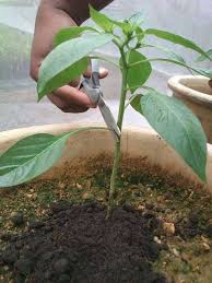 Maybe you would like to learn more about one of these? Kalau Tanam Pokok Cili Pastikan Buang Tunas Air Supaya Cili Lebat Subur Vanilla Kismis