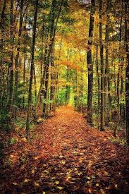 Sapsucker Woods Ithaca New York By Evelina Kremsdorf Cr C Autumn Scenery Scenery Nature Photography