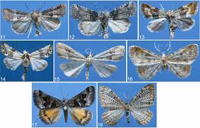 Image result for Photedes captiuncula