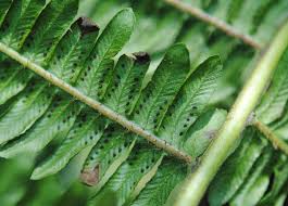 Image result for Pteris atrovirens