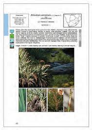 Image result for Pycreus atribulbus