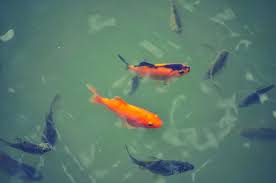 Around late spring to early summer, koi and goldfish start spawning. Feeding Suggestions For Baby Koi Newborn To Three Months Pethelpful