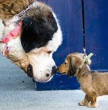 No Fear Love It Cute Animals Cute Dogs Animals Beautiful