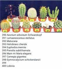 Cumorah Cactus Nombres De Cactus Facebook