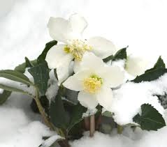 Christrose pflegen im Winter: So machen Sie es im Freiland oder Topf für  eine gesunde Blume richtig!
