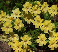 Monkey Flowers For California Gardens