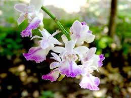 Image result for Schizochilus lepidus