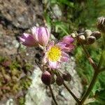 Image result for Sparrmannia ricinocarpa