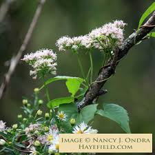 Image result for Mikania