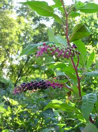 Image result for Phytolacca