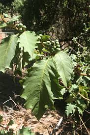 Image result for Solanum chrysotrichum