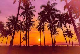 Download and use 50,000+ sunset stock photos for free. Sunset Colored Food Drink Ideas National Sunset Week