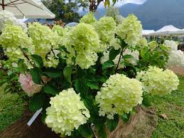 Image result for Gaertnera paniculata