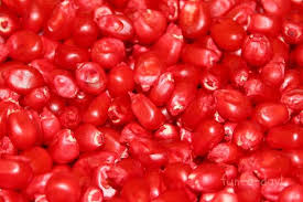 How To Dye Corn For Richly Colored Popcorn Kernels Fun A Day Kids Sensory Activities Summer School Fun Diy Sensory Toys
