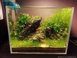 Low Tech Tank Show And Tell Low Tech Can Be Lush Too Page 93 Tech Tank Low Tech Low Tech Aquascape