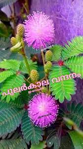 Pin On Good Morning Malayalam