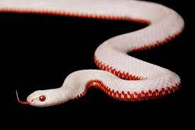 An Extremely Rare Albino Red Bellied Black Snake Pseudechis Porphyriacus A Species Of Elapid Snake Native To Eastern Austr Scary Snakes Albino Animals Snake