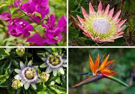 Tropical flowers present bright colors, attractive appearances, and sweet fragrances. 30 Prettiest Tropical Flowers Bursting With Color Home Stratosphere