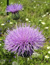 Check spelling or type a new query. Wild Flowers Texas Wildflower Texas Thistle